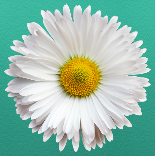 White Daisy Summerfields Friendly Village Logo