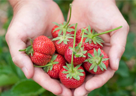 Johnson's Locust Hall Farm New Jersey Hand Full of Strawberries