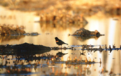 abbott marshland bird