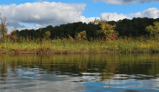 abbott marshland