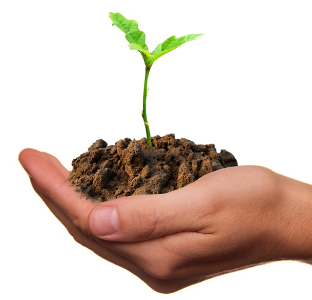 What are you planting?