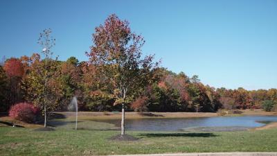 Pond